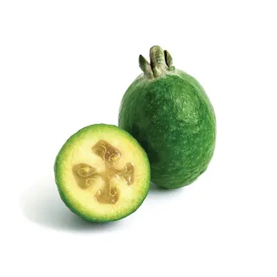 Feijoa Holland