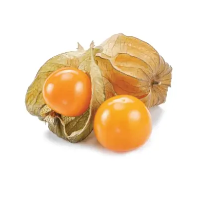 Physalis HOLLAND