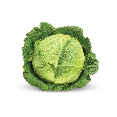 Cabbage Savoy