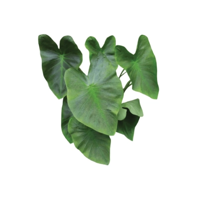 Colocasia