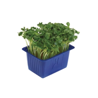 Daikon Cress