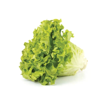 Lettuce Lollo Biondo