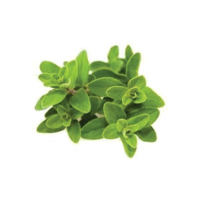 Marjoram
