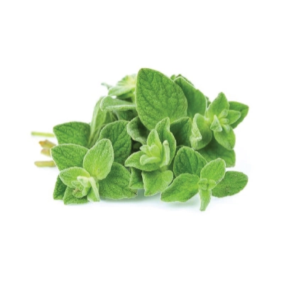 Oregano