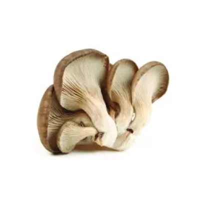 Oyster Mushroom