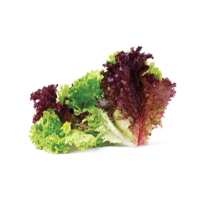 Lettuce Lollo Rosso