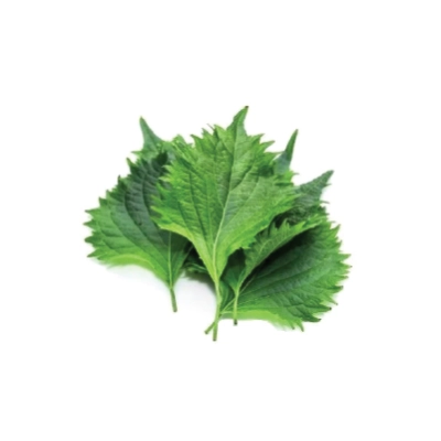 Shiso Leaves Green