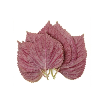Shiso Leaves Purple