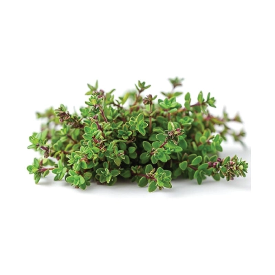 Thyme Holland