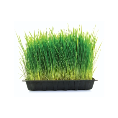 Wheat Grass