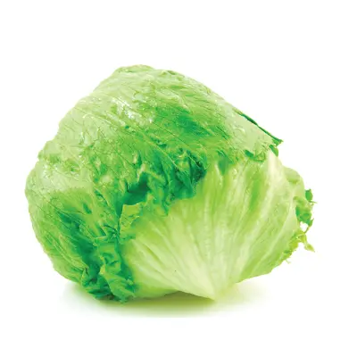 ICE BURG LETTUCE WRAP FOXY