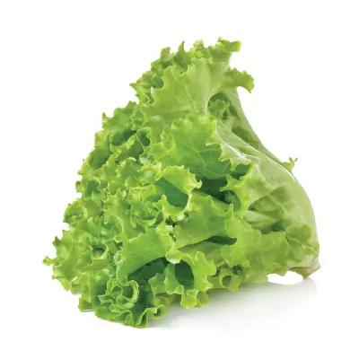 LETTUCE
