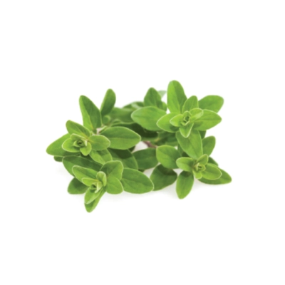 Marjoram Kenya